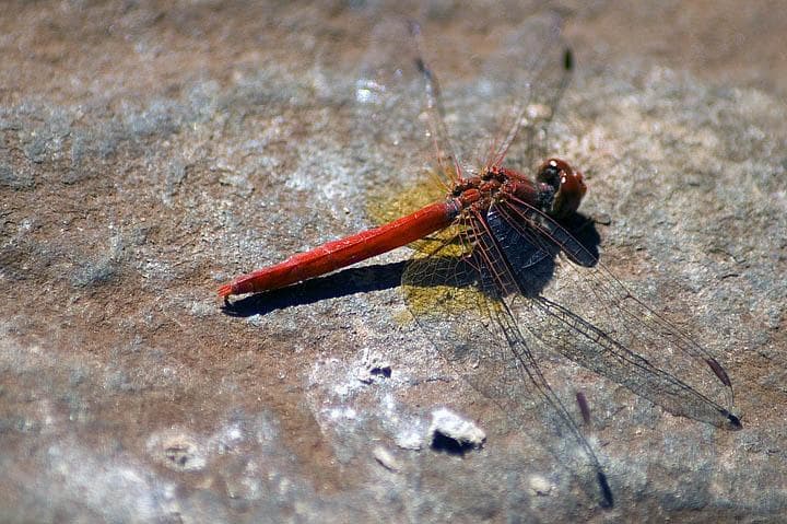 Macrofotografia