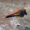 Libellula rossa