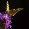 Vanessa cardui