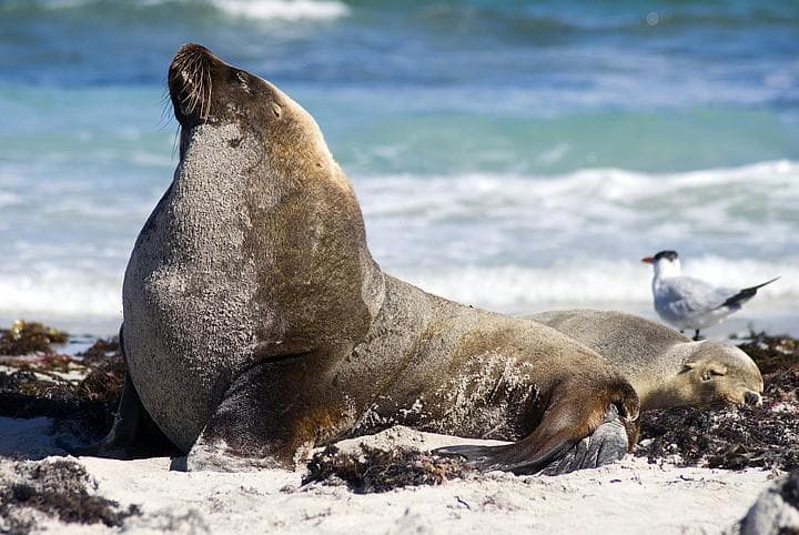 Foca