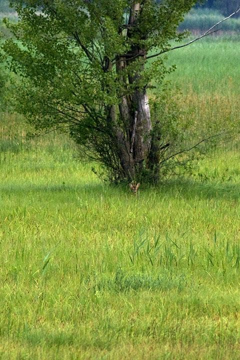 Capriolo in palude