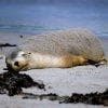 Seal bay