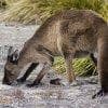 Canguro a Kangaroo island