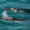 Balene in migrazione