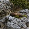 Camoscio fra le rocce