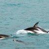 Delfini a Kaikoura