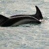 Delfini a Kaikoura