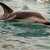 Delfino a Kaikoura