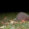 Ospite in giardino