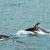 Delfini a Kaikoura