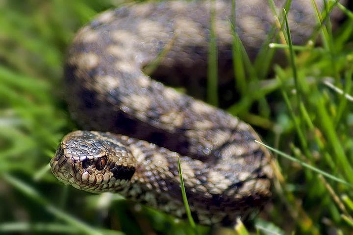 Vipera nel parco nazionale dello Stelvio Vipera berus-marasso
