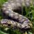 Vipera berus - marasso