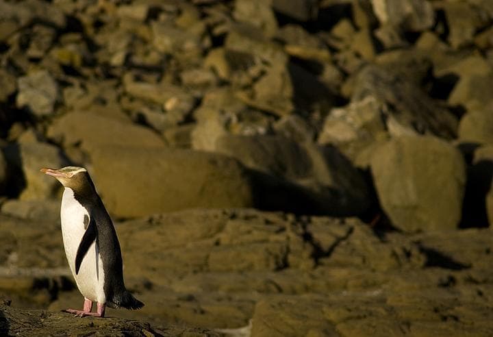 Pinguino dagli occhi gialli