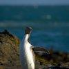 Pinguino dagli occhi gialli