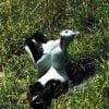 Saluto tra albatross