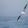 Wanderer albatross