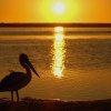 Pellicano al tramonto