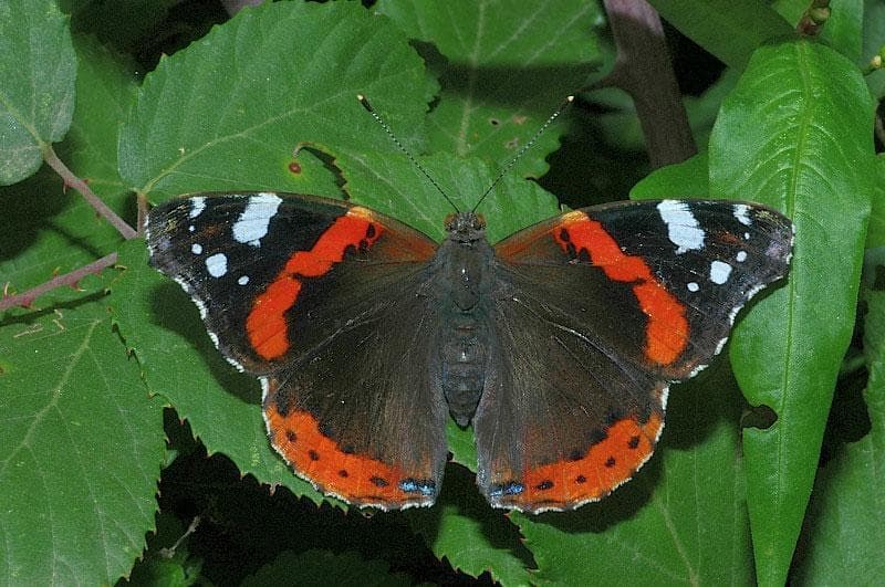 Farfalla