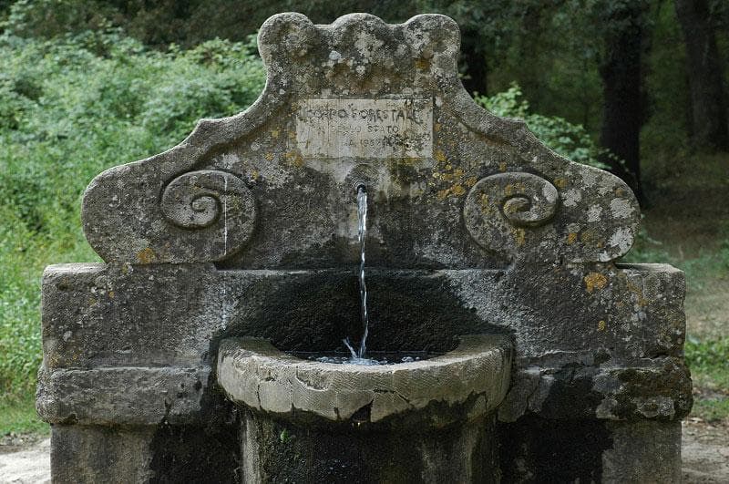 Fontanile nel bosco