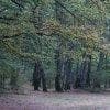 Alberi nel bosco di Manziana