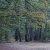 Alberi nel bosco di Manziana