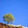 Albero solitario