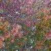 Albero impressionista