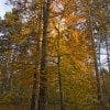 Autunno