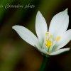 Solitario