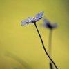 anemone hepatica