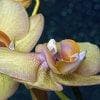 Orchidea