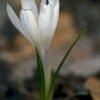 Crocus \