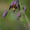 Aquilegia atrata