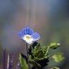 Veronica persica