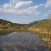Canneti nei pressi dei laghi di Monticolo