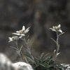Stelle alpine