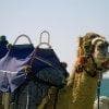 Dromedario da spiaggia