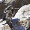 Cormorano al sole