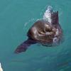 foca giocherellona