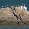 Cormorani in linea
