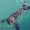 Una foca gioca fra le onde
