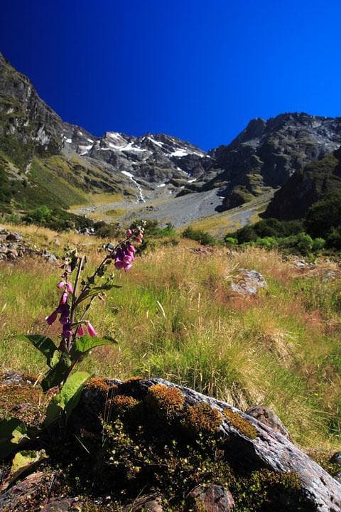 Glacier Burn