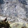Un camoscio ci osserva camminare verso il rifugio Mandron