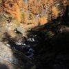 Larici d'autunno