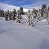 Conifere ricoperte di neve sulle Alpi