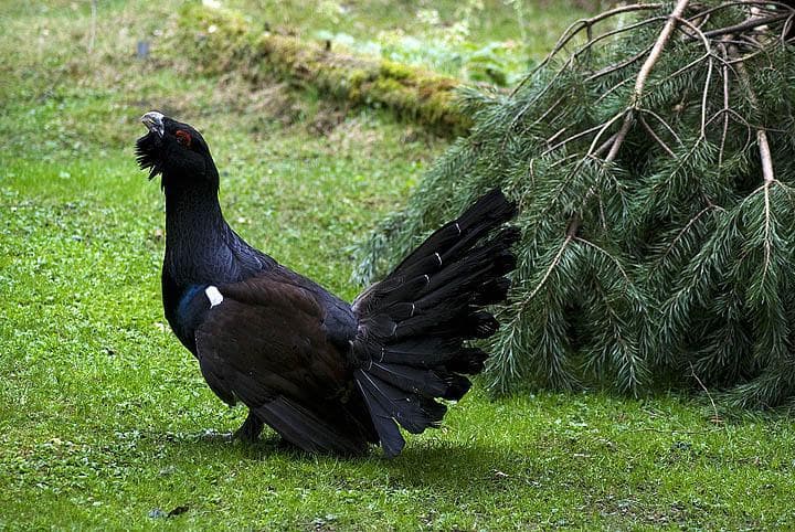 Gallo Cedrone in ambiente controllato