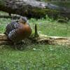 Gallina di Cedrone in ambiente controllato
