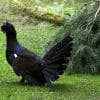 Gallo Cedrone in ambiente controllato