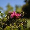 Fioritura primaverile