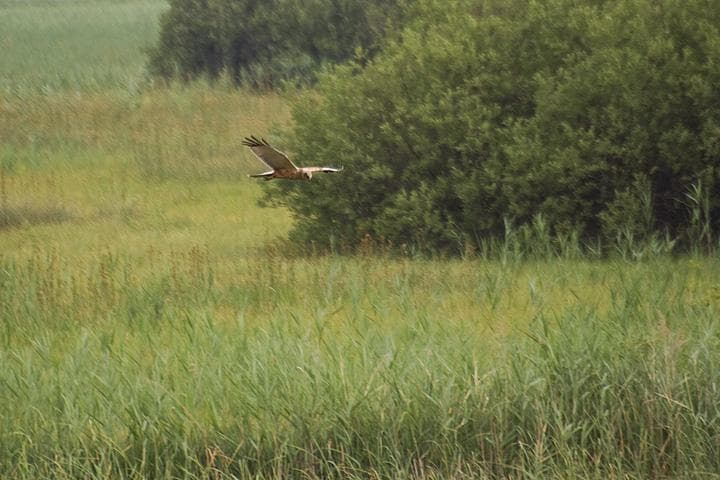 Biancone in volo